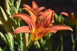 Gratis foto prachtige oranje en gele daglelie in de lente