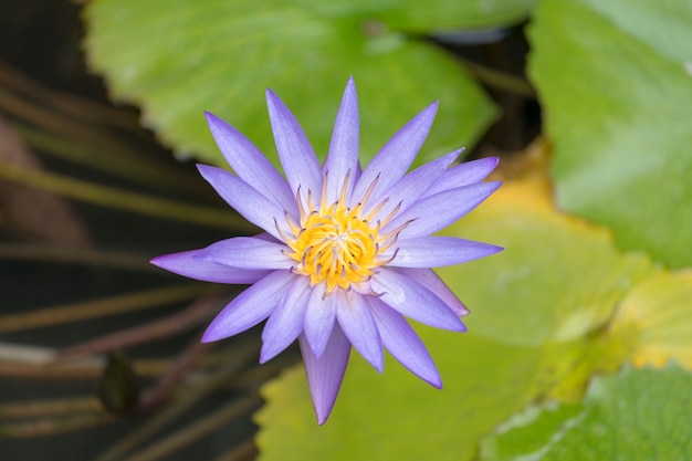 prachtige paarse lotus in zwembad