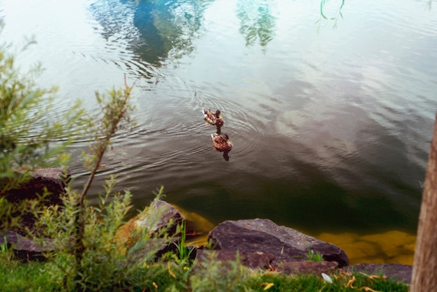 Gratis foto prachtige retro natuur met eenden op meer