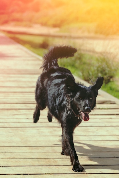 Gratis foto prachtige retro natuur met smiley hond buiten