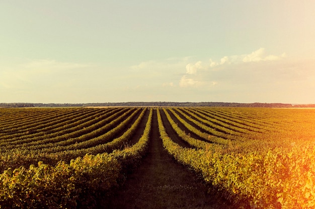 Prachtige retro natuur met veld