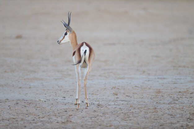 Prachtige springbok van achteren gevangen in het midden van de woestijn