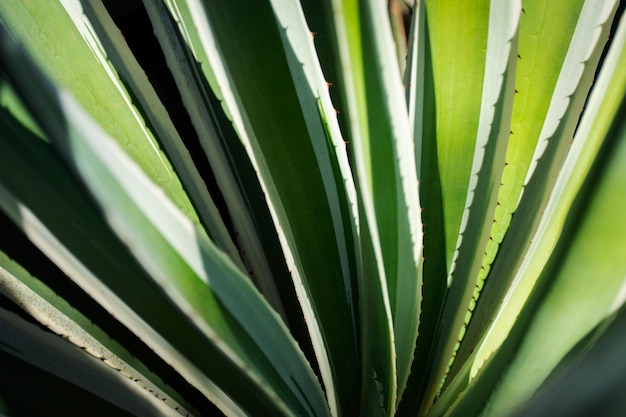 Prachtige tweekleurige plantdetails