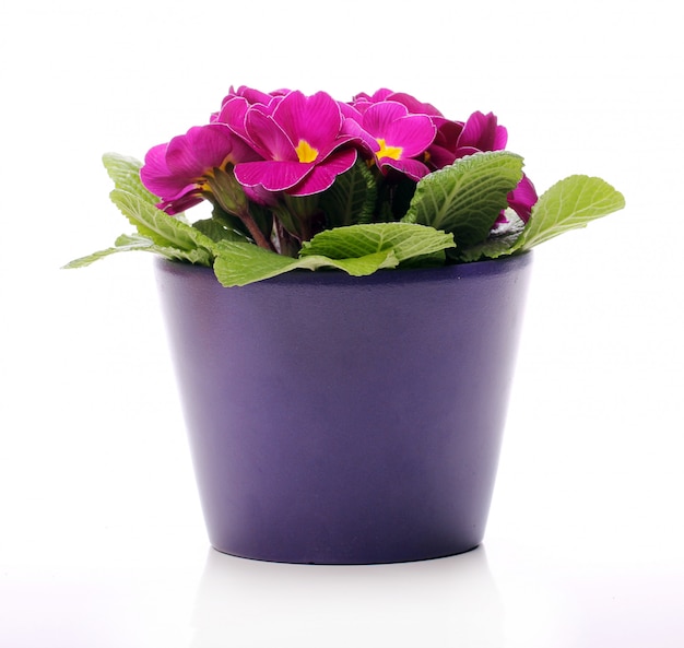 Gratis foto prachtige violette bloemen