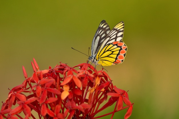 Prachtige vlinder op een geel-petaled bloem met een onscherpe achtergrond