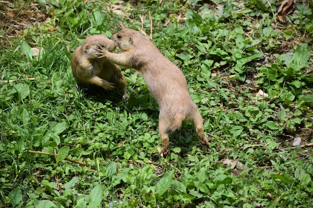 Prairiehonden vechten en spelen samen in onkruid