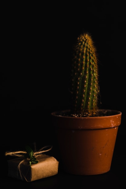 Presenteer in de buurt van cactus