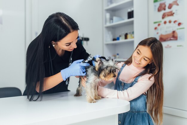 professionele dierenarts controleert een hondenras Yorkshire Terriër met behulp van een otoscoop in een dierenziekenhuis