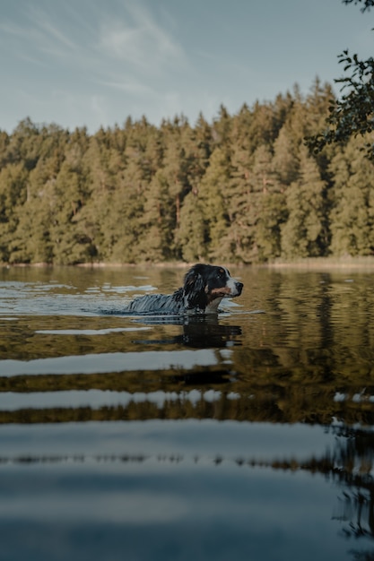 Profielfoto van een schattige Berner Sennenhond die in het meer zwemt