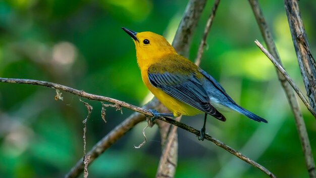 Prothonotary Warbler (Protonotaria citrea