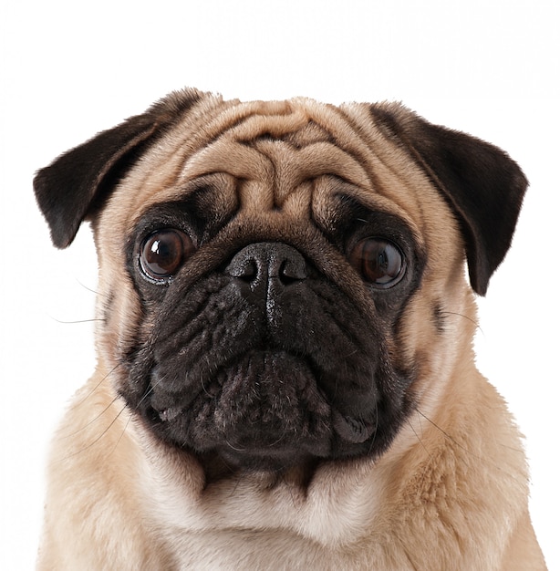 Pug hond op een witte achtergrond wordt geïsoleerd die