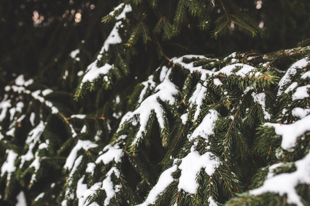 Puntige bladeren van een pijnboom met sneeuw