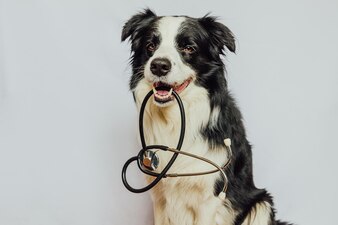 Puppy hond border collie met stethoscoop in mond geïsoleerd op een witte achtergrond rasechte huisdier hond o