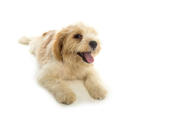 Puppy hond geïsoleerd op een witte achtergrond