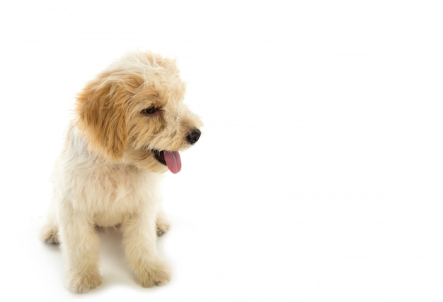 Puppy hond geïsoleerd op een witte achtergrond