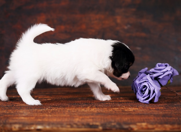 Puppy met rozen Premium Foto