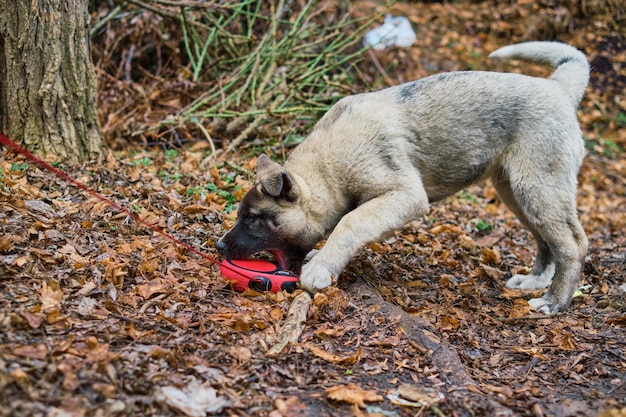 Puppy speelt met een riem in het herfstpark. Grappige Amerikaanse Akita-puppy tijdens een wandeling