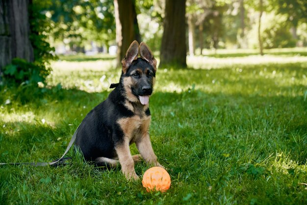 Puppy spelen met bal in zomerpark