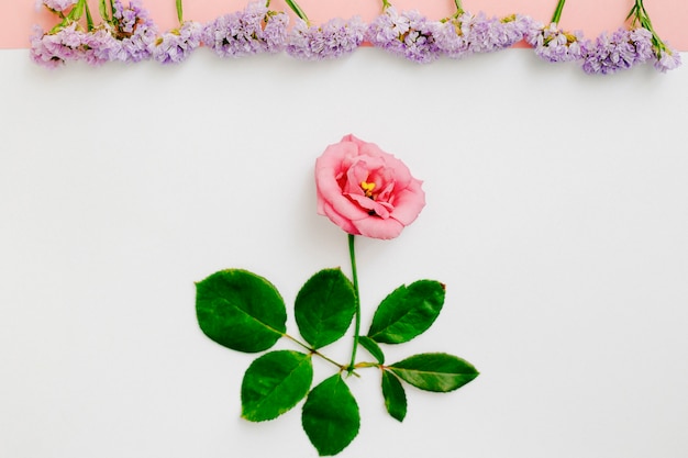 Purpere bloemen op een rij over mooie roze bloem op witte achtergrond