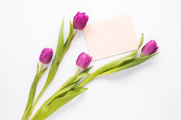 Purpere tulpenbloemen met document op lichte lijst