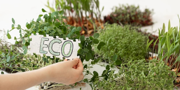 Puzzel met de inscriptie eco in handen op de achtergrond van microgreens