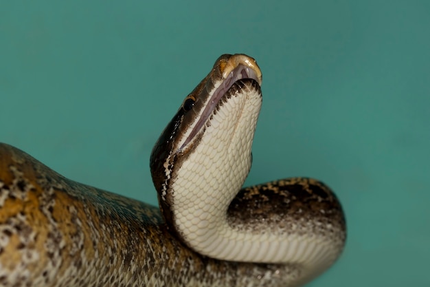 Python brongersmai slang close-up