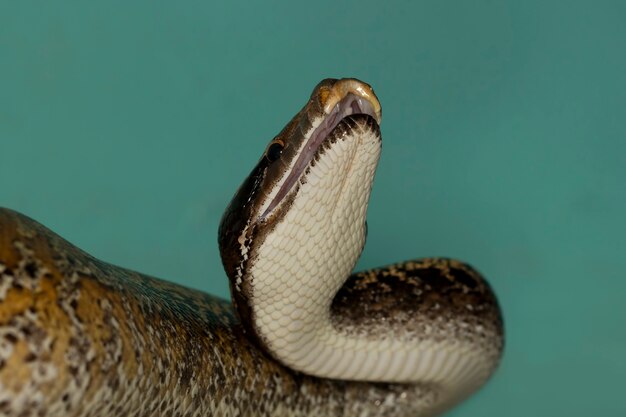 Python brongersmai slang close-up