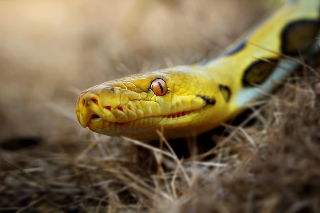 Pythonidae-slang die op tak slaapt Pythonidae-slangclose-up