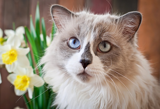 Ragdoll kattenras en een vaas met narcissen