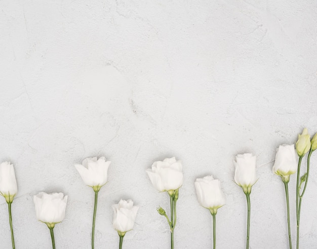 Gratis foto rangschikking van witte rozen plat