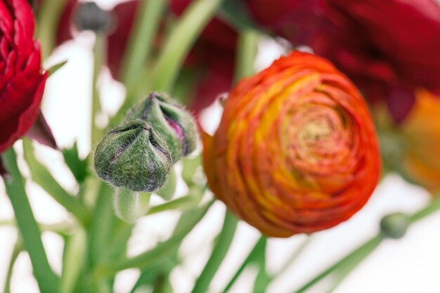 Ranunkulyus boeket van rode bloemen op een wit