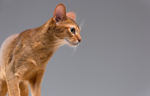 Rasecht abyssinian jong kattenportret