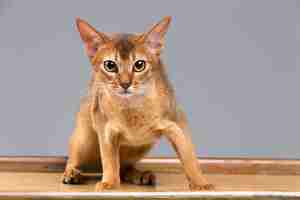 Gratis foto rasecht abyssinian jonge kattenportret