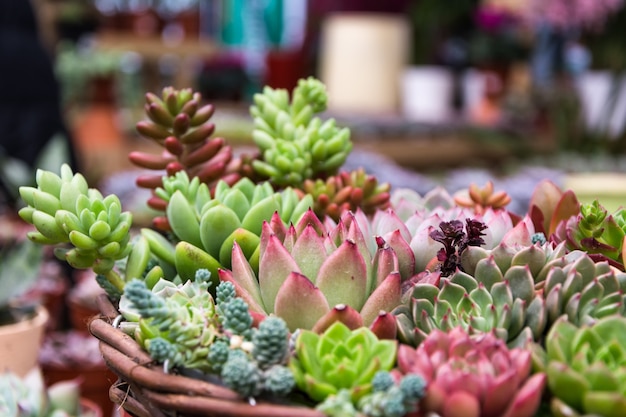 Rechthoekige rangschikking van vetplanten; Cactus succulenten in een planter