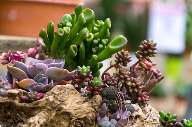 Rechthoekige rangschikking van vetplanten; Cactus succulenten in een planter