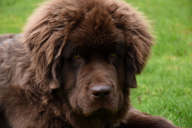Rechtstreeks in het pluizige harige gezicht van een newfie kijken