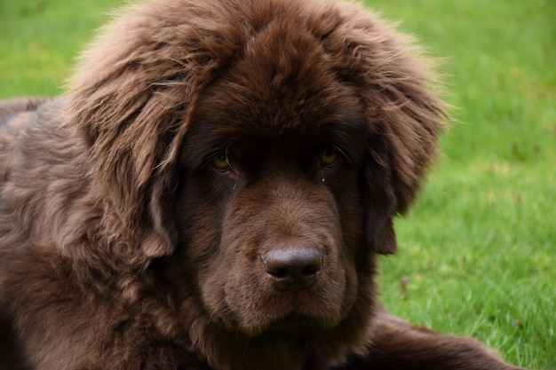 Gratis foto rechtstreeks in het pluizige harige gezicht van een newfie kijken