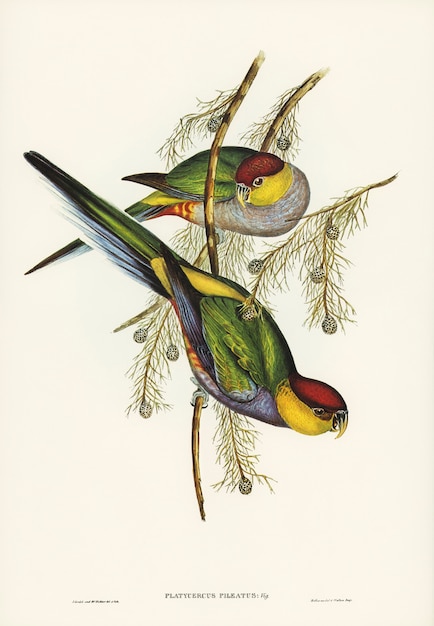 Red-capped Parkiet (Platycercus pileatus) geïllustreerd door Elizabeth Gould