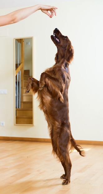 Red setter springt in de kamer