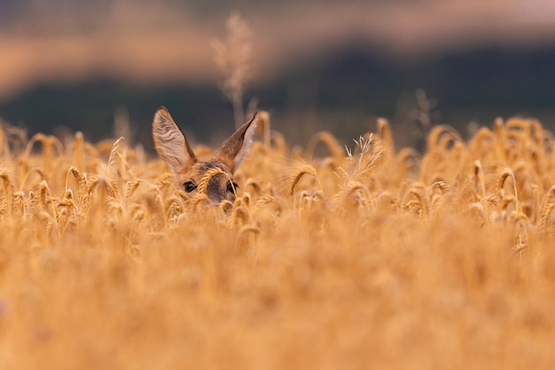 Reeënmannetje op het magische groene grasland, europese dieren in het wild, wilde dieren in de natuurhabitat, hertensleur in tsjechië.