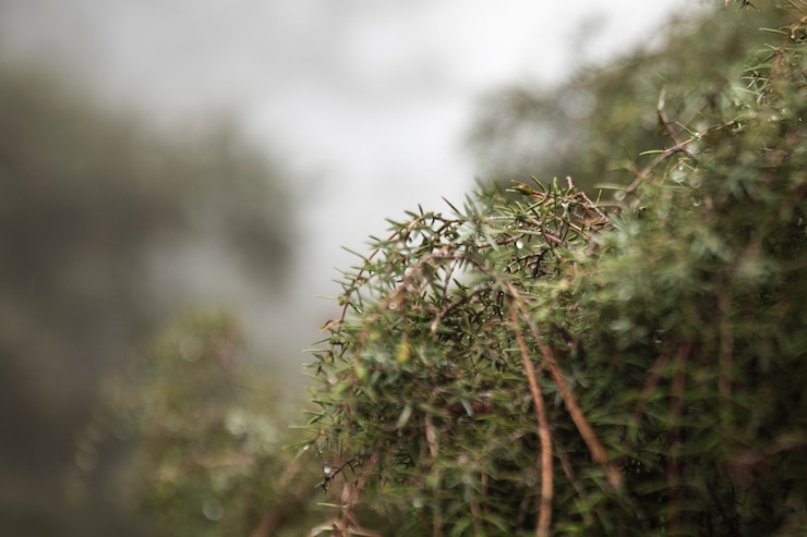 Gratis Foto regeling met prachtige vegetatie