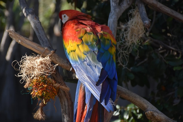 Regenboog van kleurrijke veren op de rug van een ara