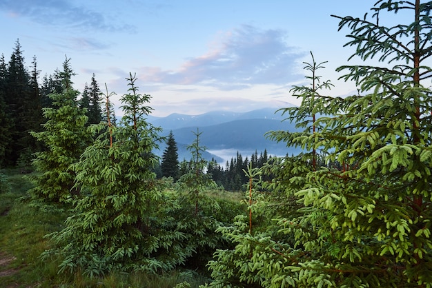 Reizen, trekking. Zomerlandschap - bergen, groen gras, bomen en blauwe lucht.