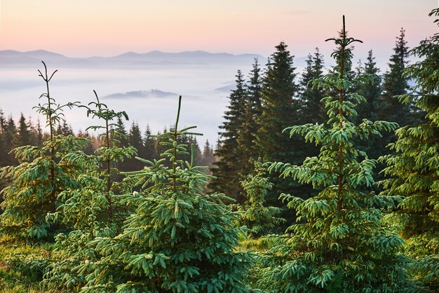 Reizen, trekking. Zomerlandschap - bergen, groen gras, bomen en blauwe lucht.