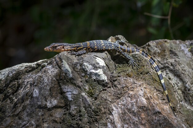 Reptiel met lange staart die op rots legt