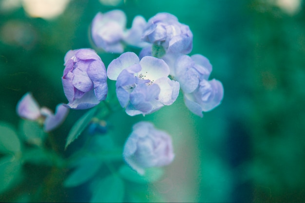 Retro natuurfoto van bloem