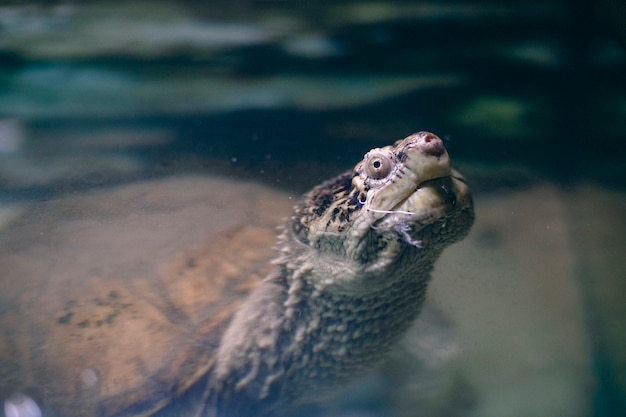 Gratis foto retro natuurfoto van fauna