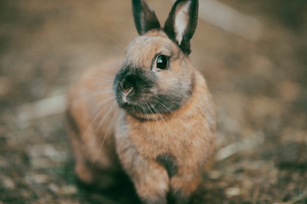 Gratis foto retro natuurfoto van fauna