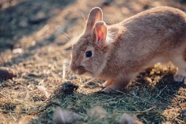 Retro natuurfoto van fauna