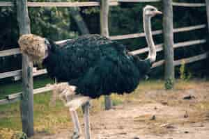 Gratis foto retro natuurfoto van fauna